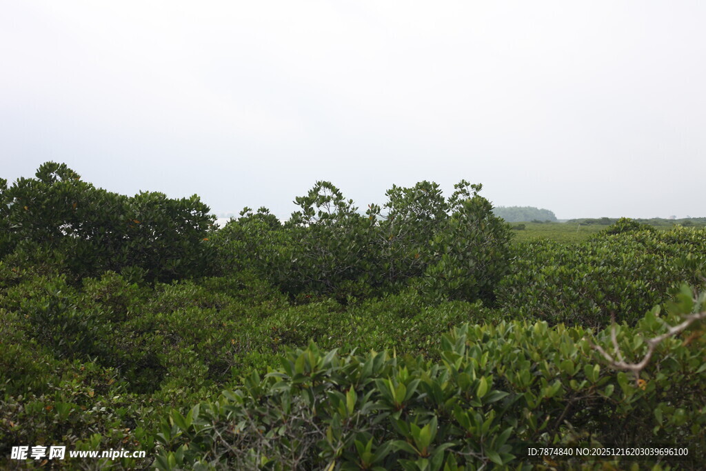 茂密葱郁的绿色树林景观