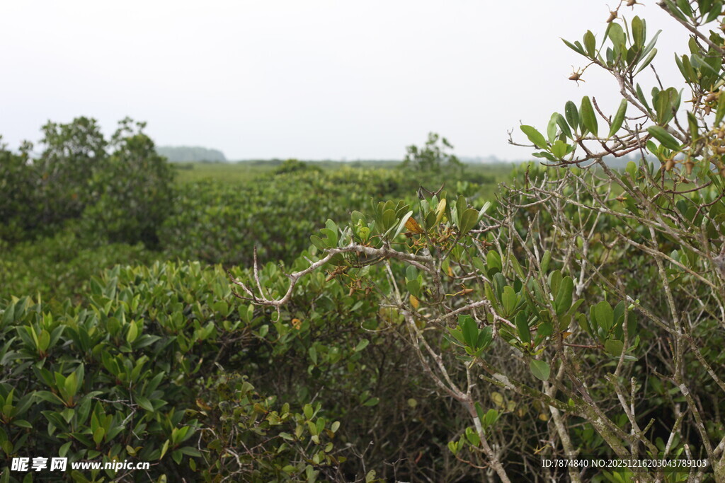 茂密的绿色植被景观