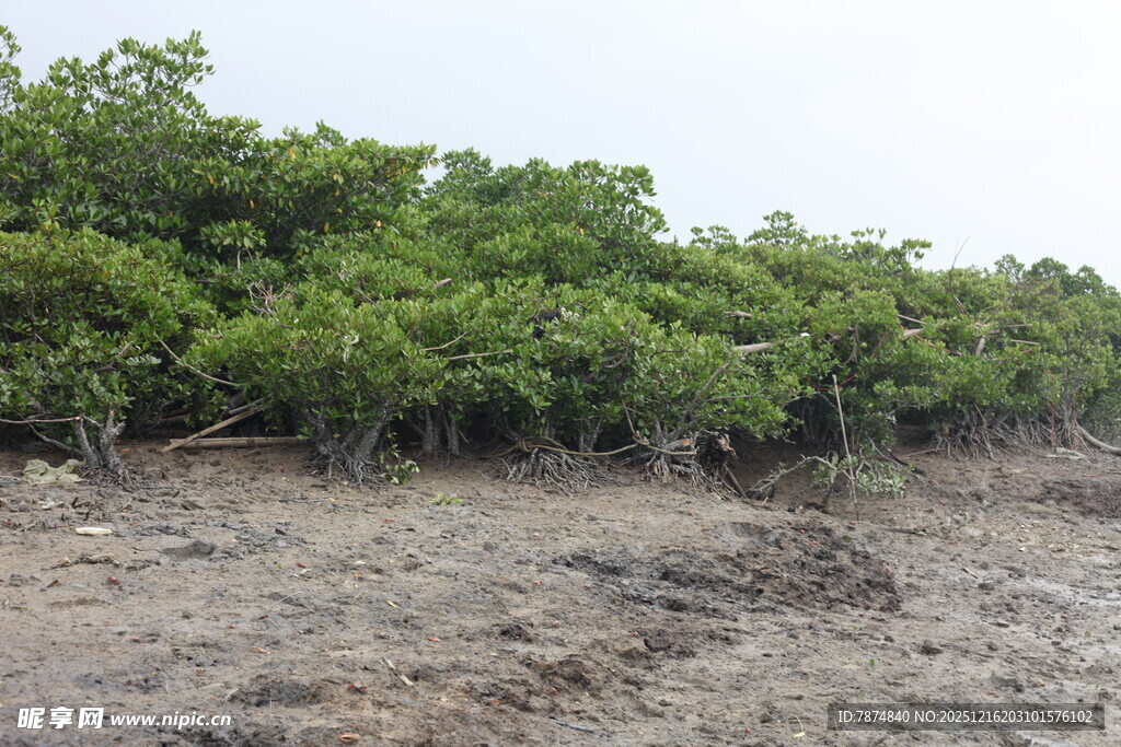 红树林湿地景观