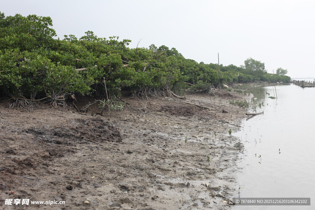 河岸红树林湿地景观