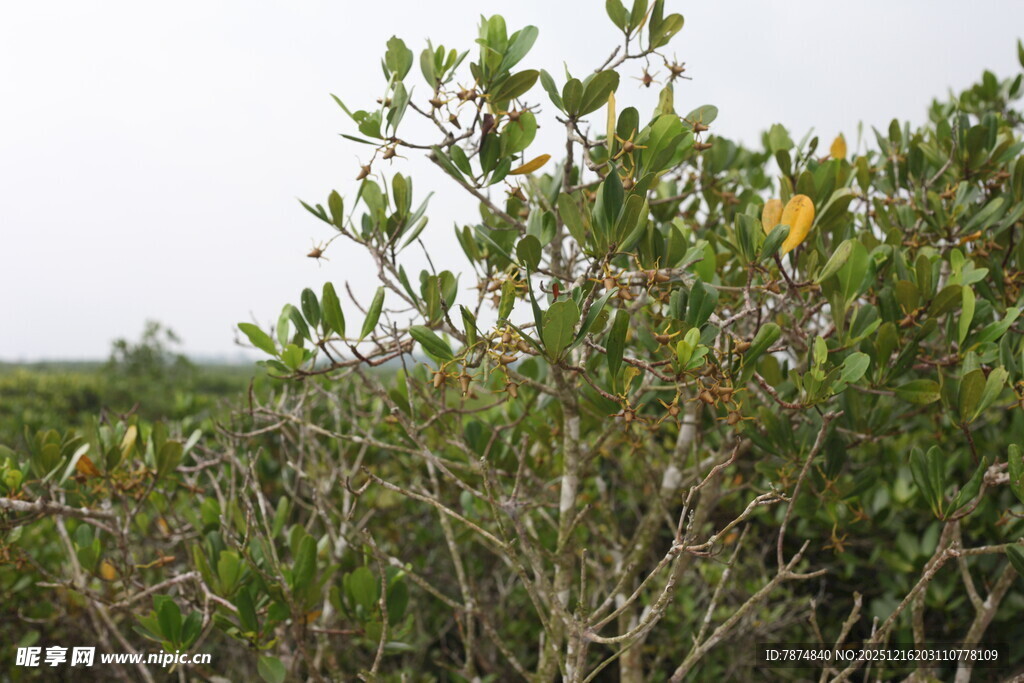 茂密的绿色灌木丛景观