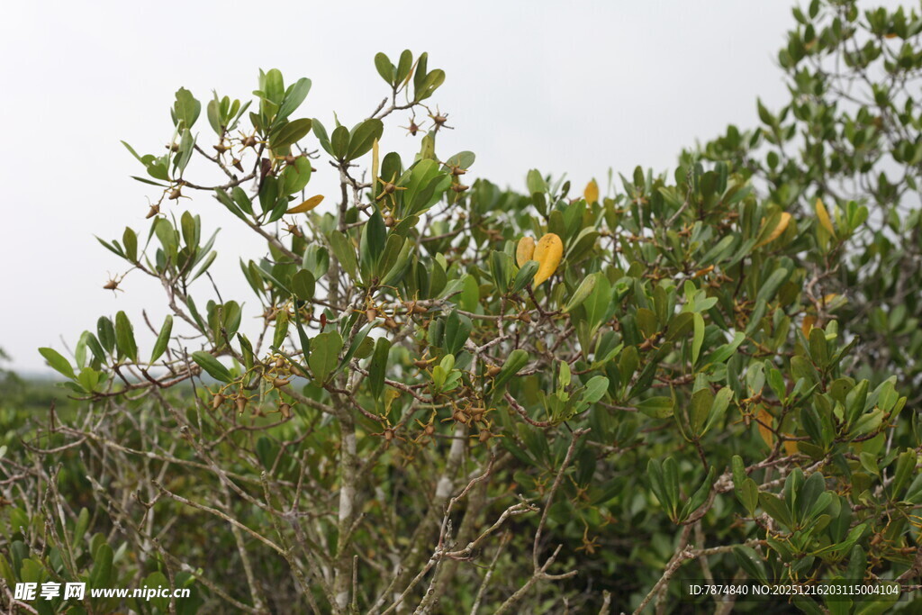 枝叶繁茂的绿色灌木丛