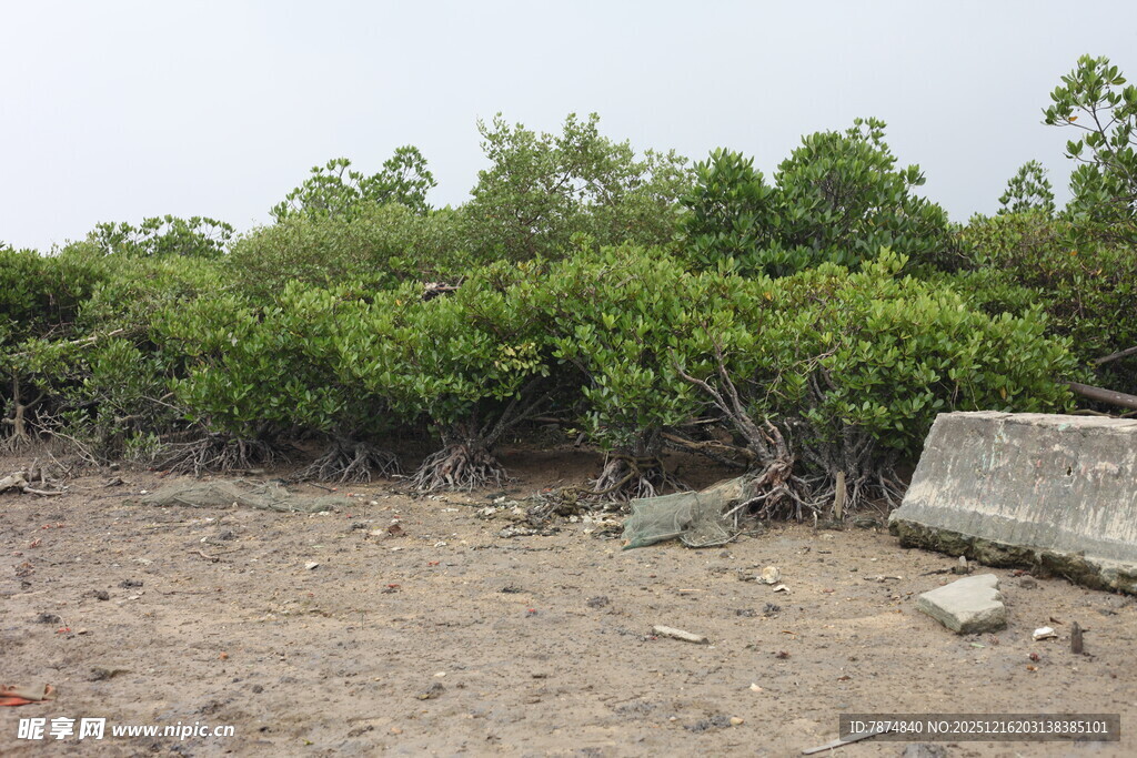 海岸边的茂密红树林景观