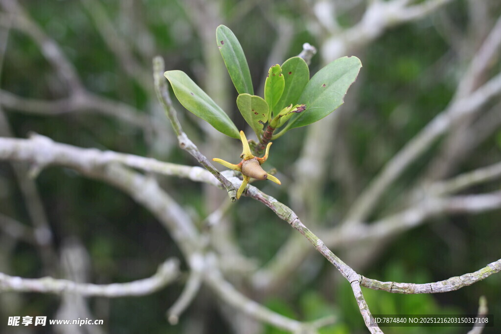 枝头嫩绿新芽初绽