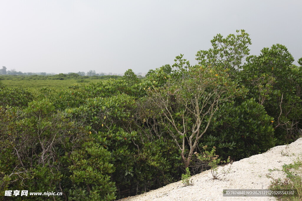 海岸边的茂密红树林景观