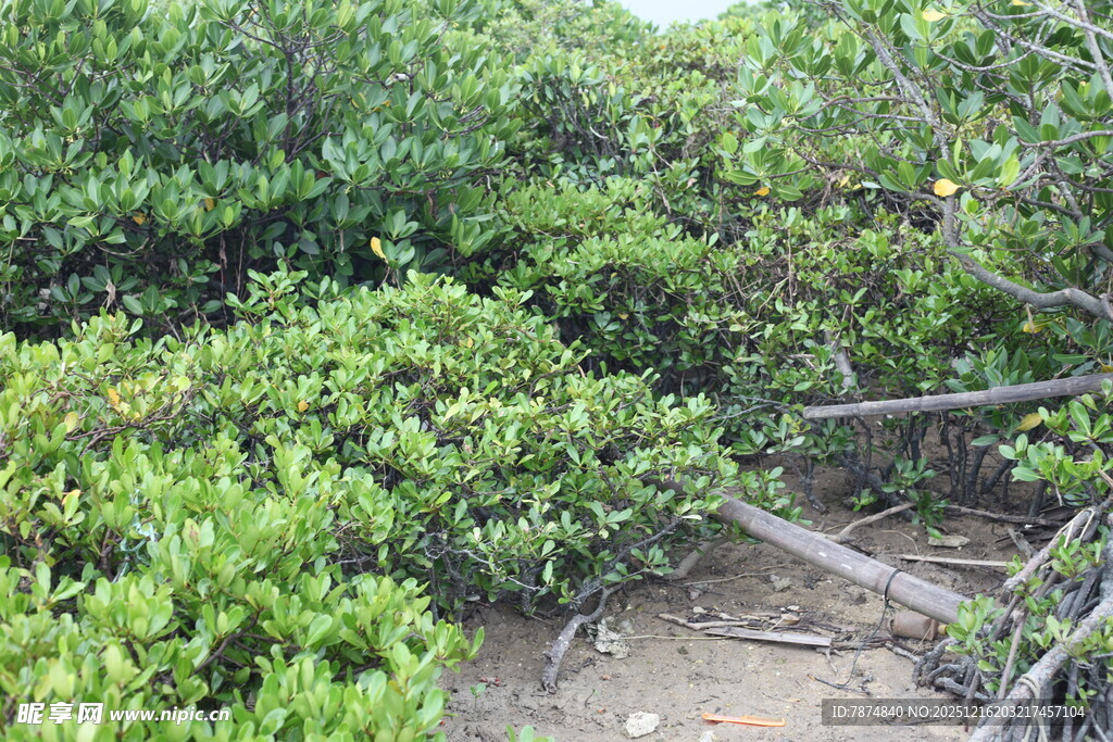 茂密红树林景观