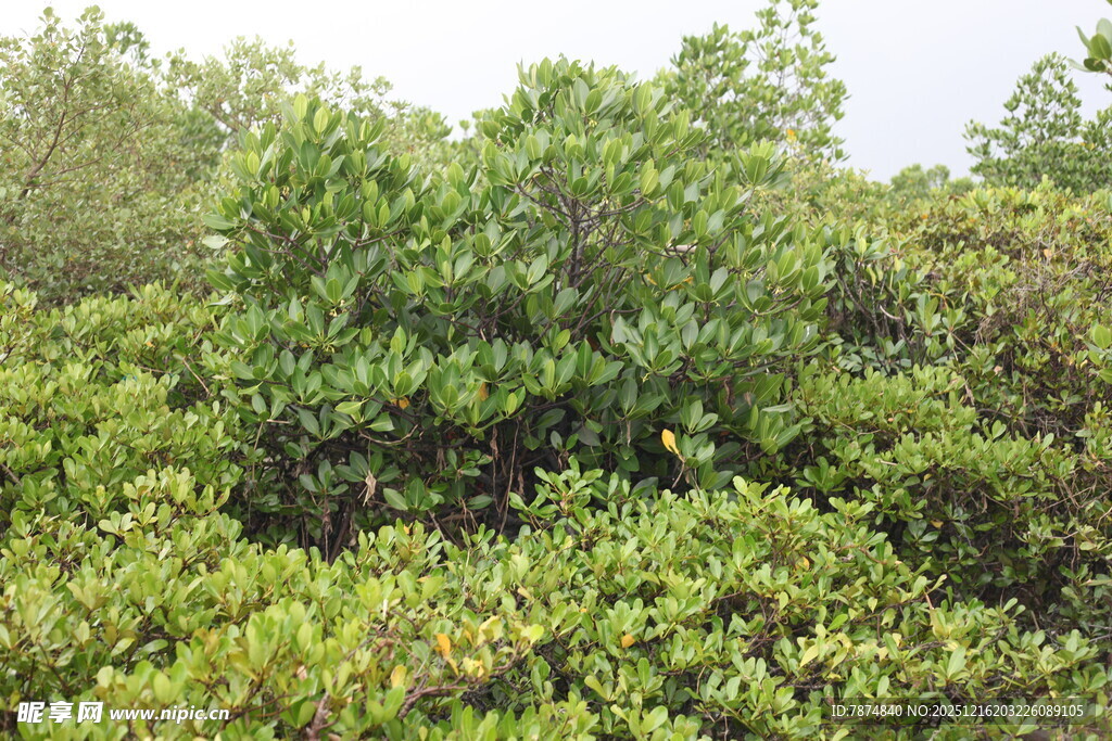 茂密的绿色灌木丛景观