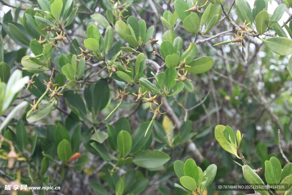 绿叶繁茂的植物景象