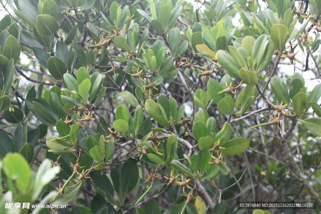 枝叶繁茂的绿色植物