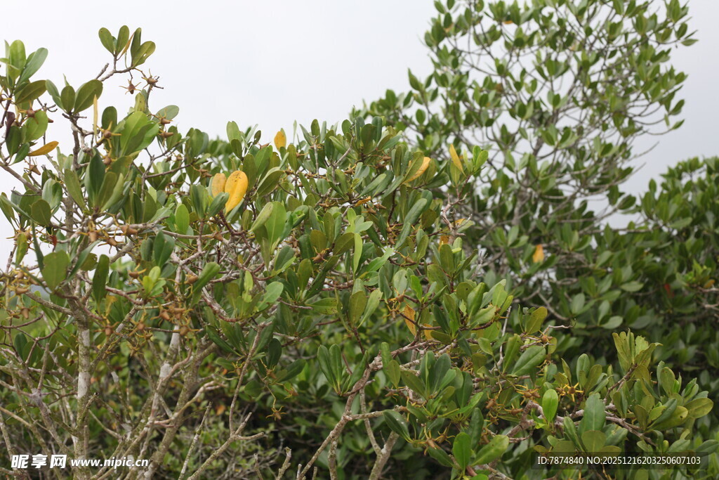 茂密枝叶的绿色植物