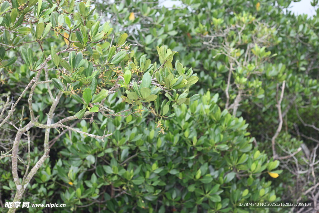 茂密的绿色灌木丛景观