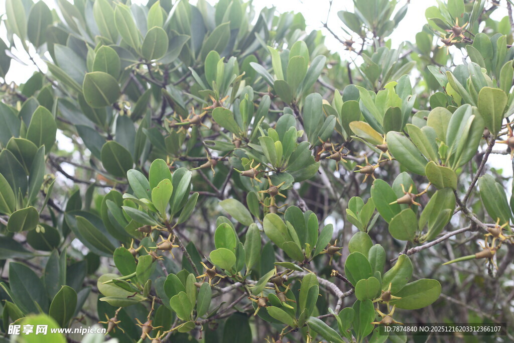 茂密枝叶的绿色植物