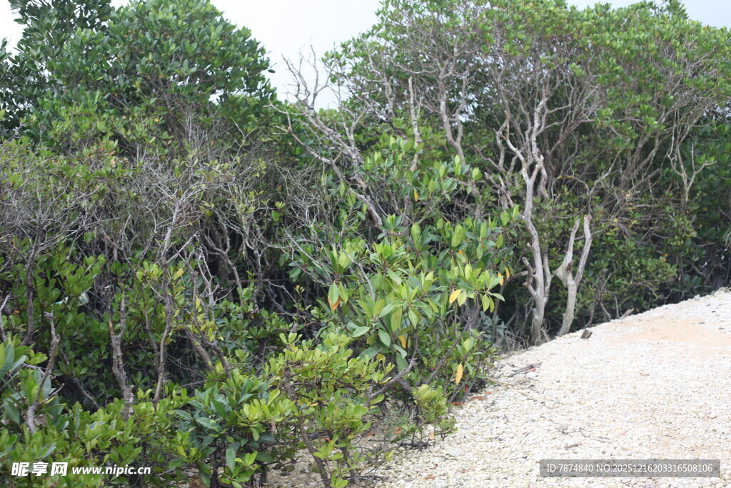 沙边繁茂绿植景观