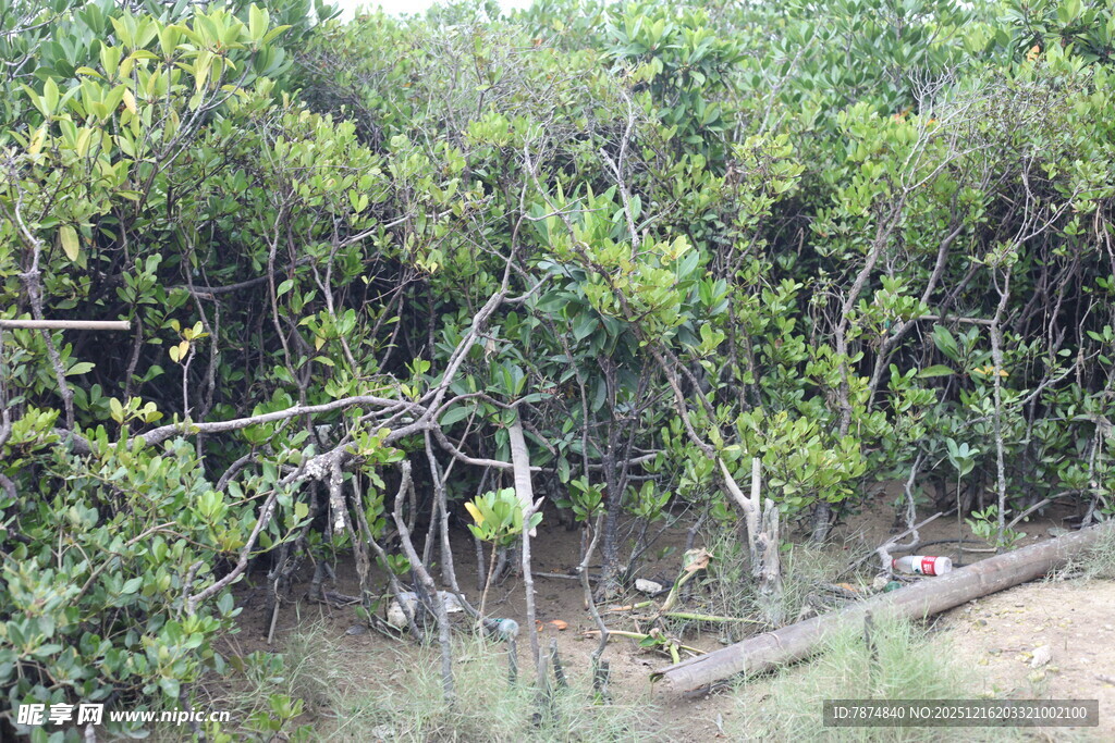 茂密红树林景观