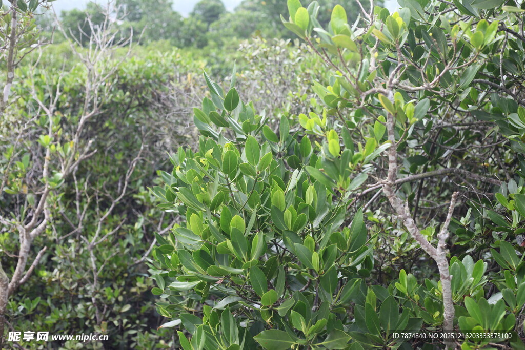 茂密的树林景观