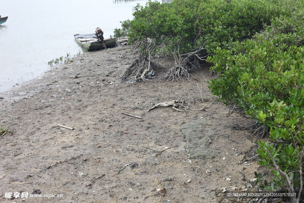 岸边红树林与浅滩景象