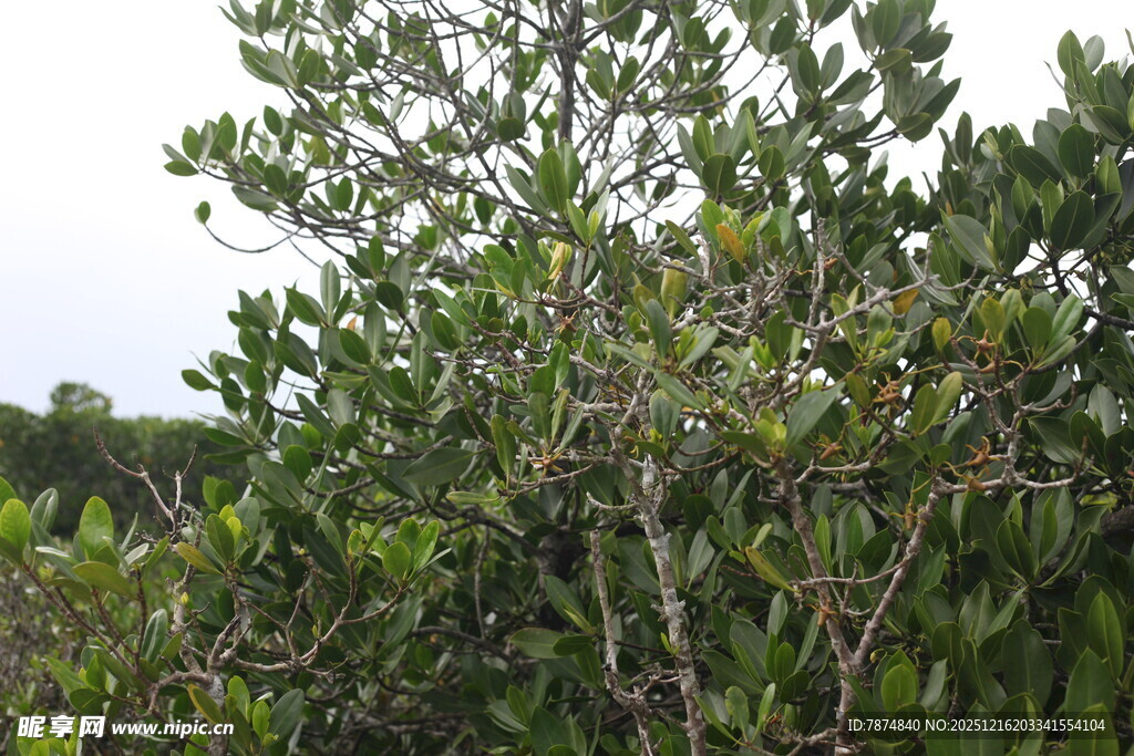 茂密丛生的绿色植物