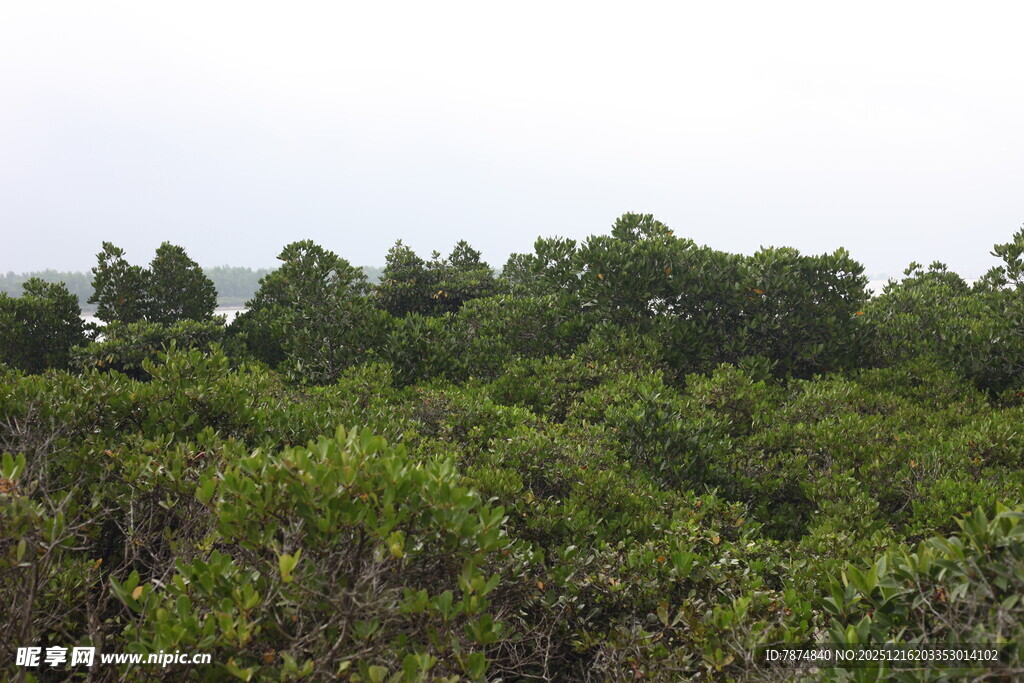 茂密的绿色树林景观
