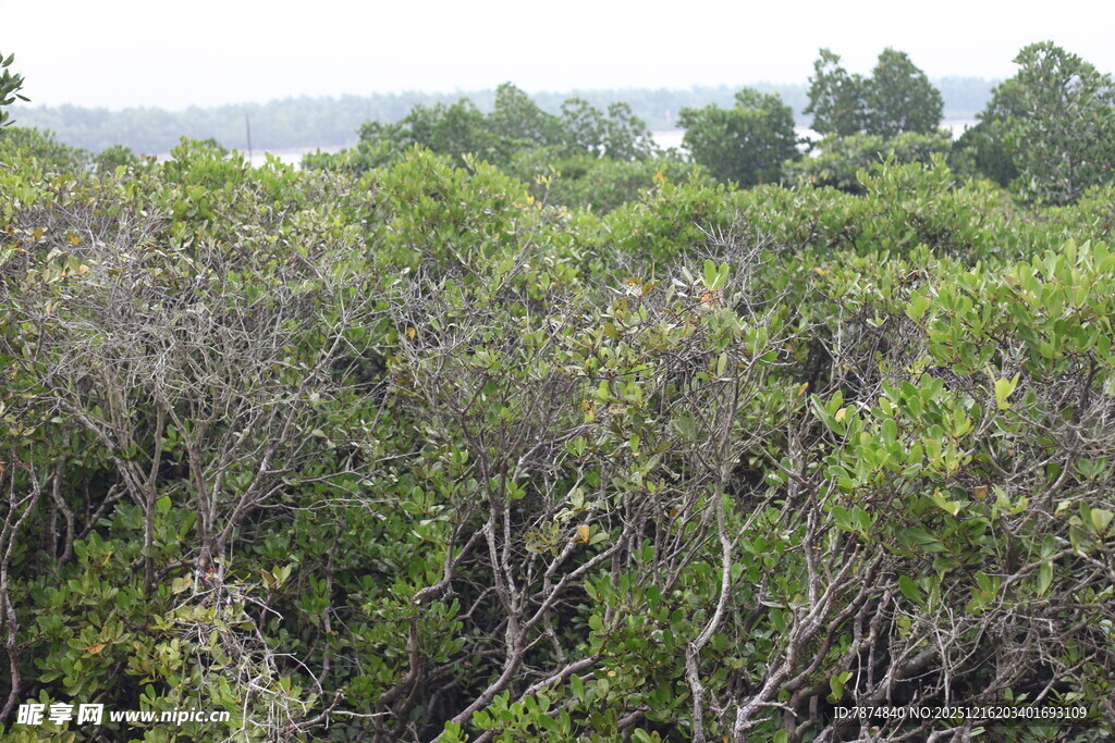 茂密灌木丛景观