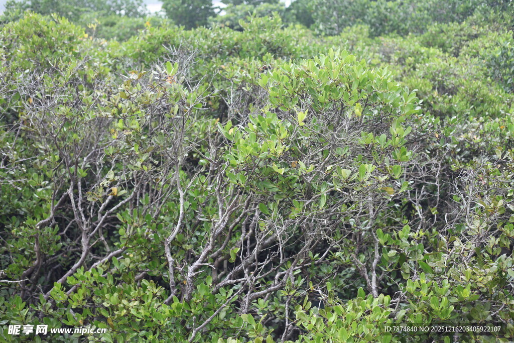 茂密葱郁的绿色树林景观