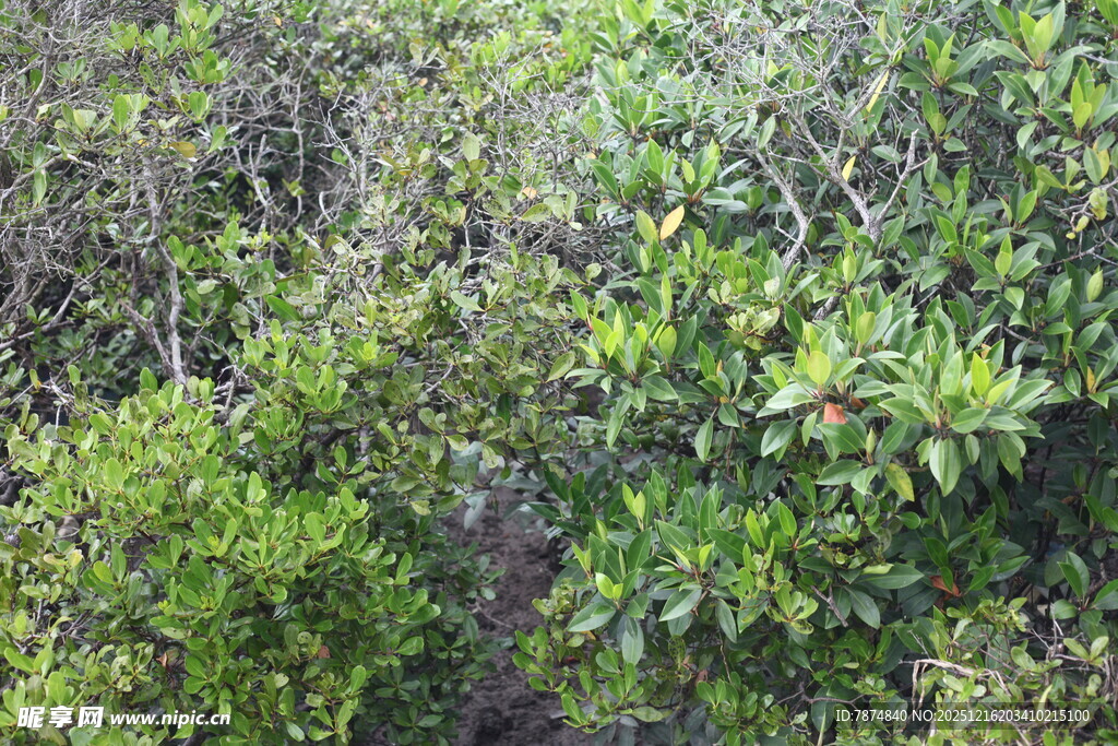 茂密丛林绿植景观