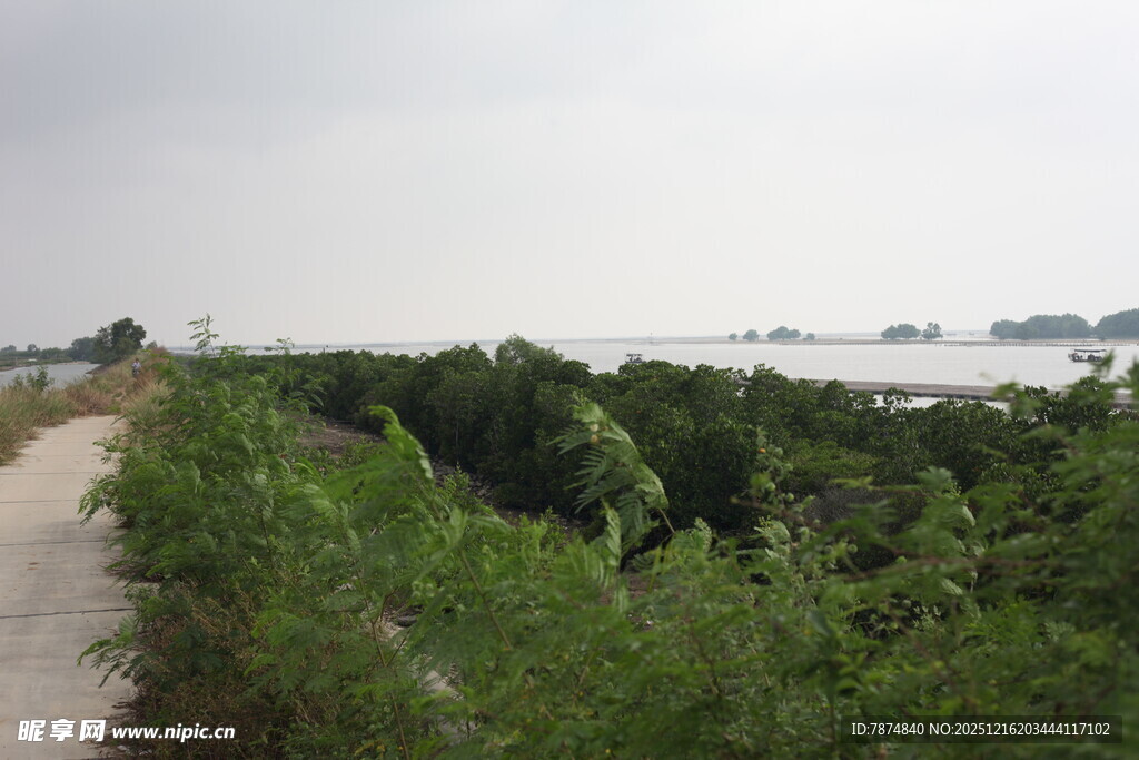 乡间小路旁的繁茂绿植景观