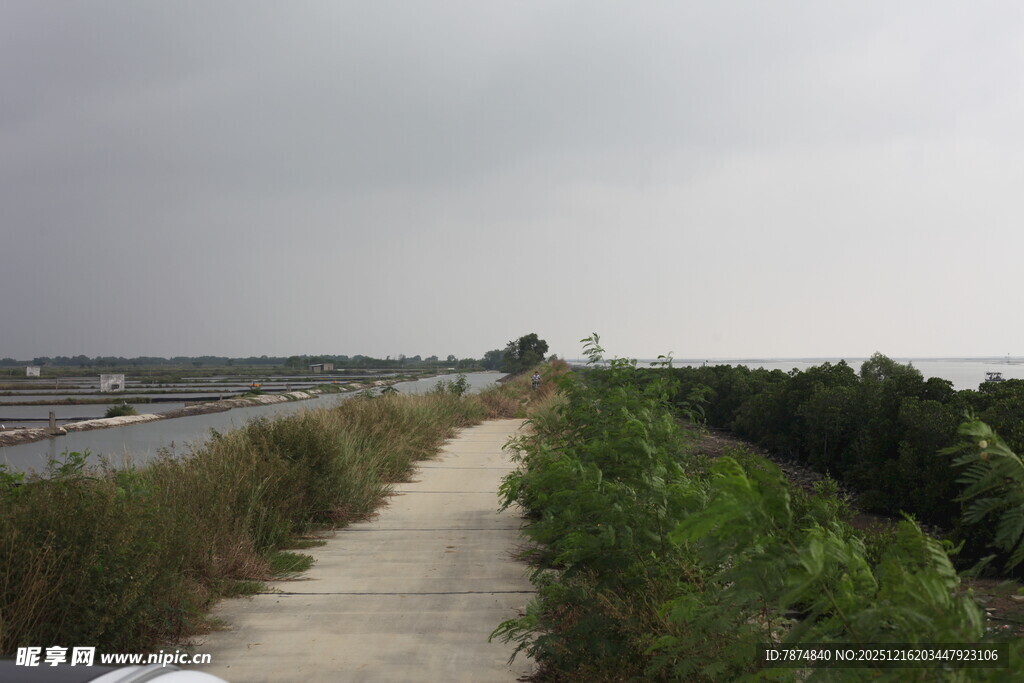 绿植相伴的宁静路