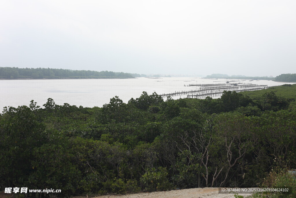 湖畔葱郁树林风景