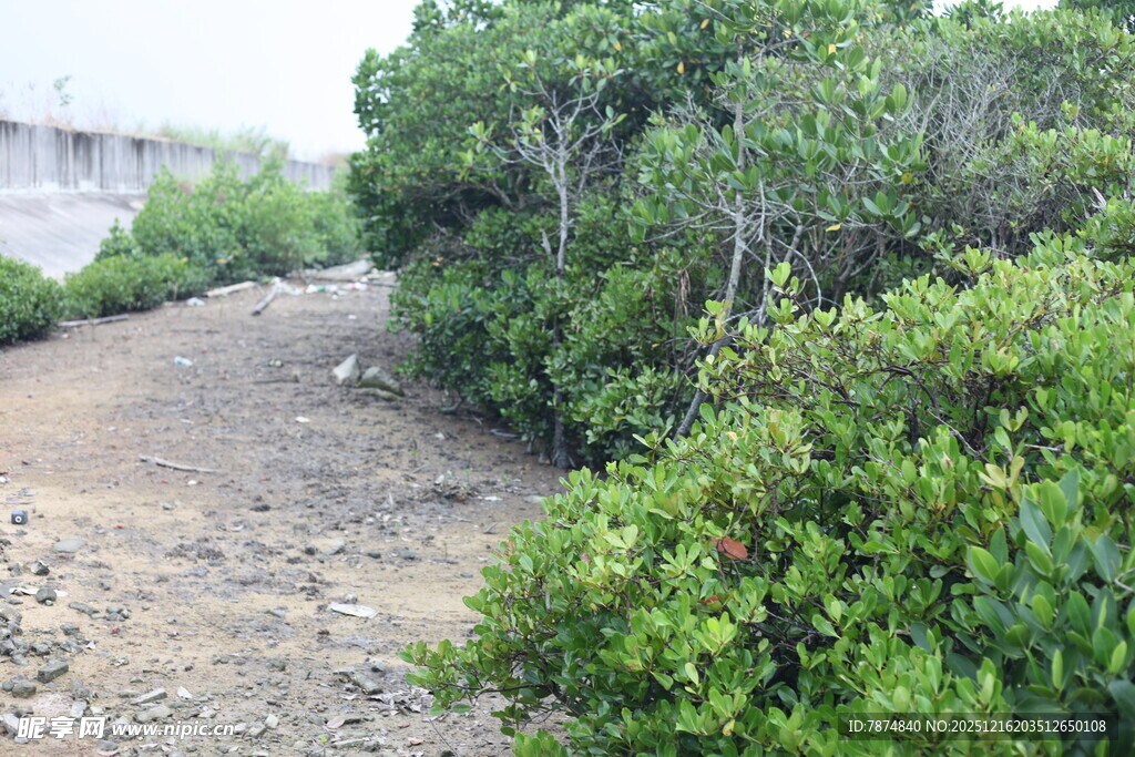 海岸边的繁茂灌木丛