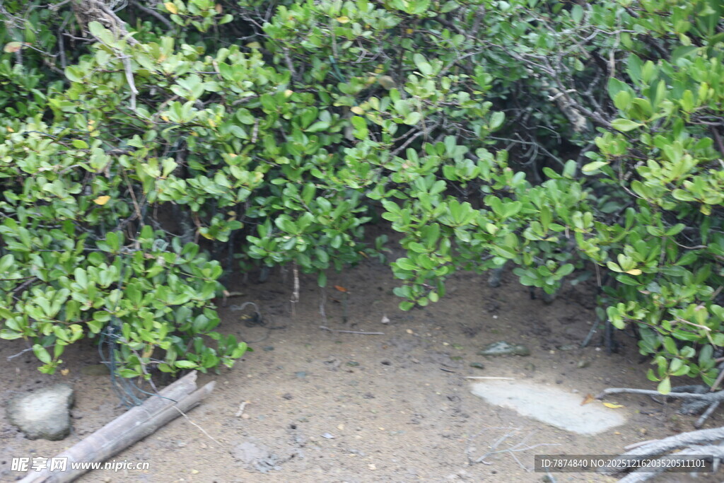 沙地上的绿色灌木丛