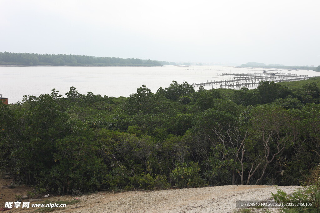 河畔茂密树林景观