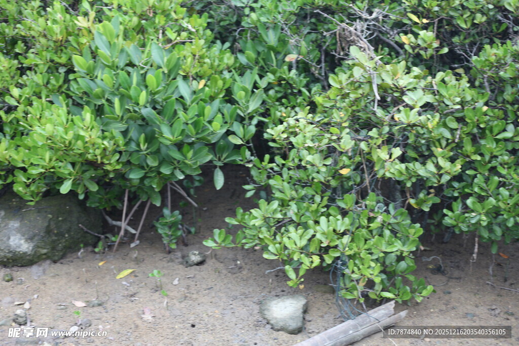 绿叶繁茂的地面植物景观