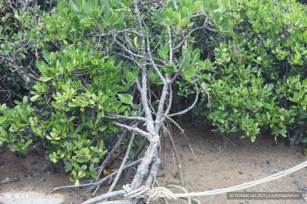 扭曲树根旁的葱郁绿植