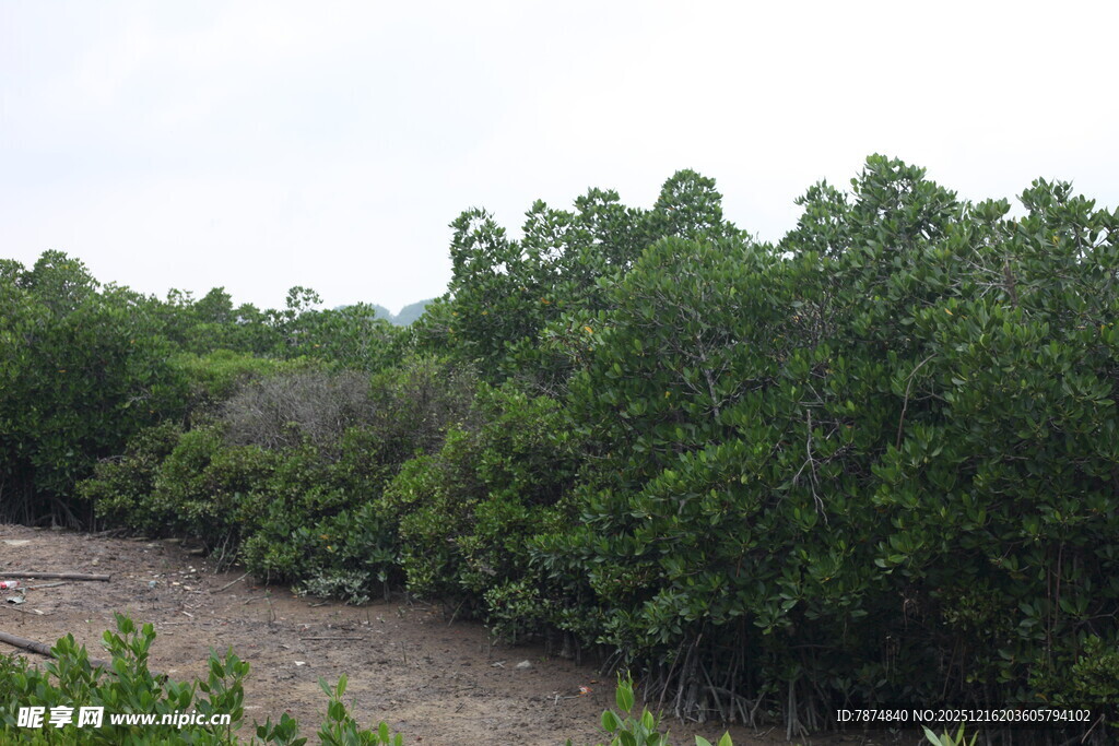 茂密树林中的蜿蜒小道