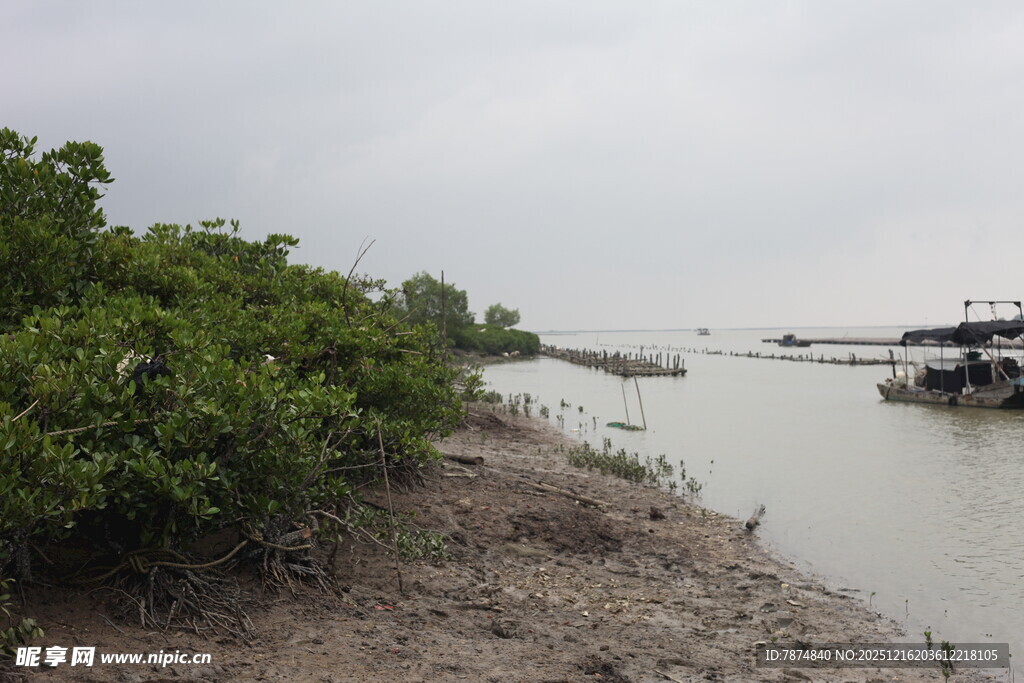 河岸红树林与停泊船只