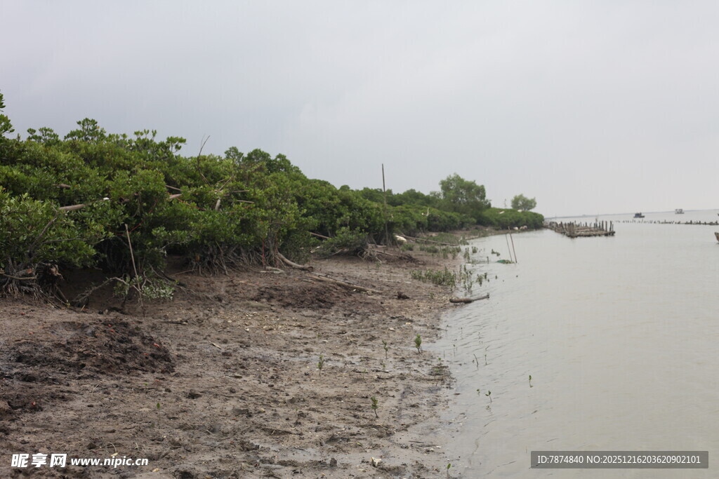 潮间带红树林湿地景观