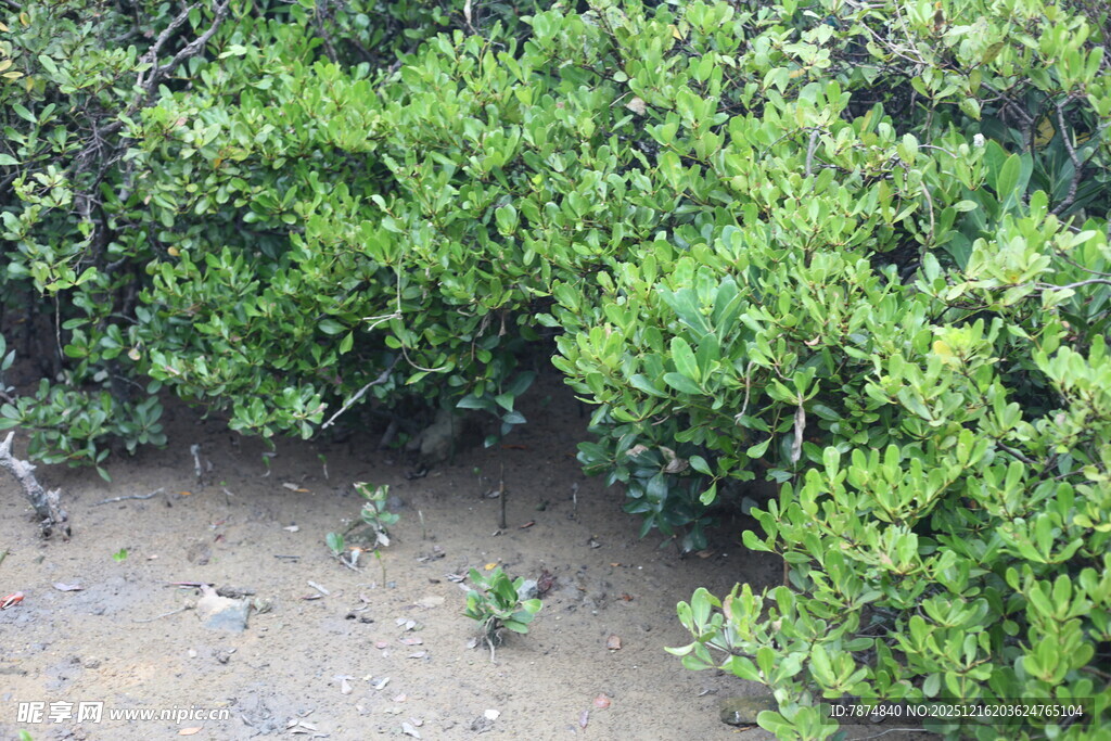 翠绿灌木丛中的地面景象