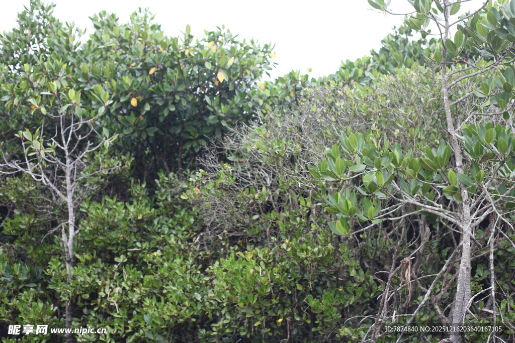 茂密的红树林景观