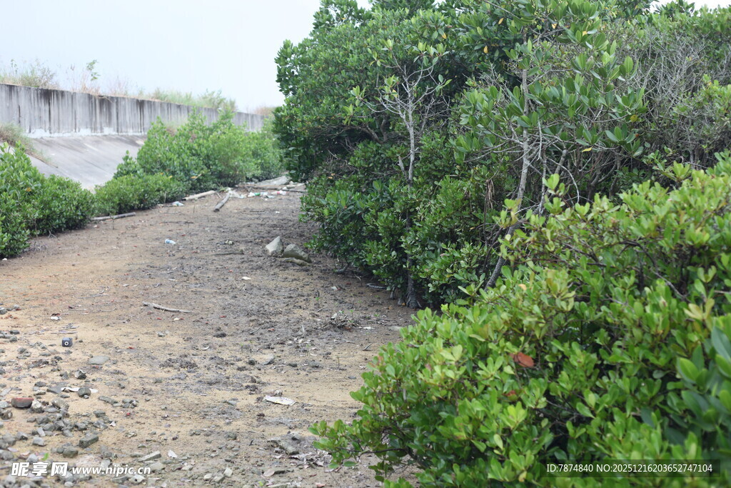 海岸边的植被与泥土地