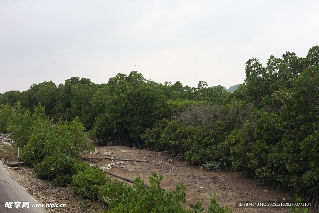 野外绿意盎然的自然小径