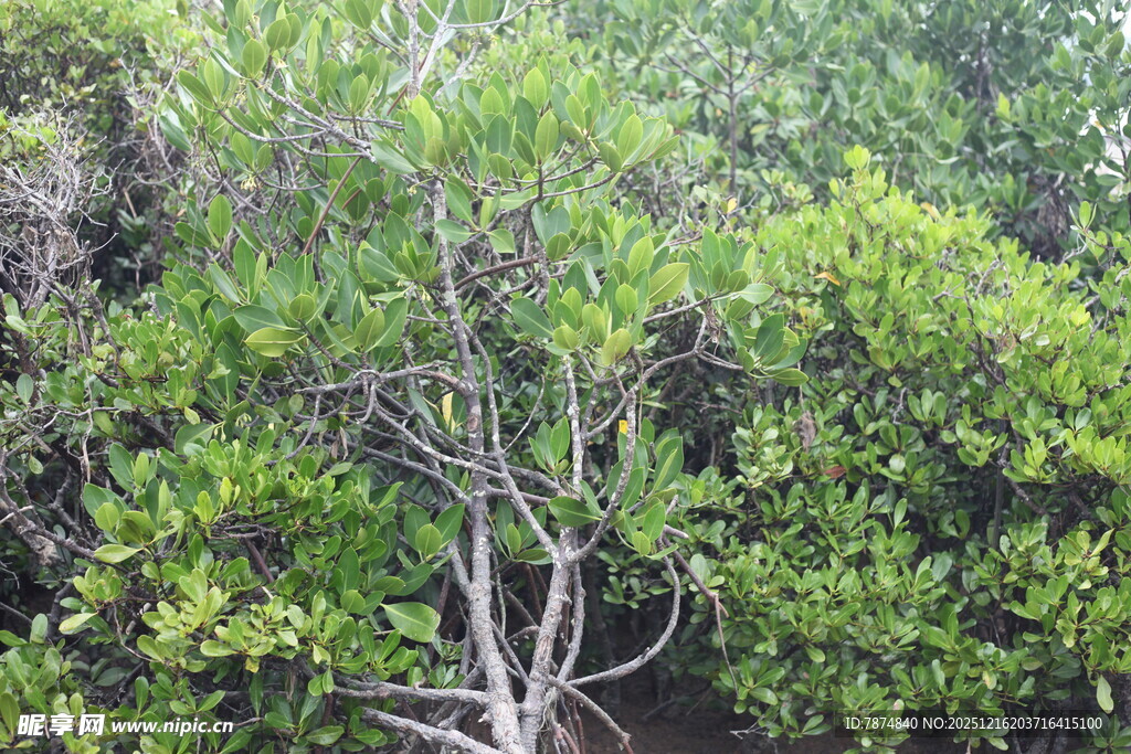 茂密的红树林景观