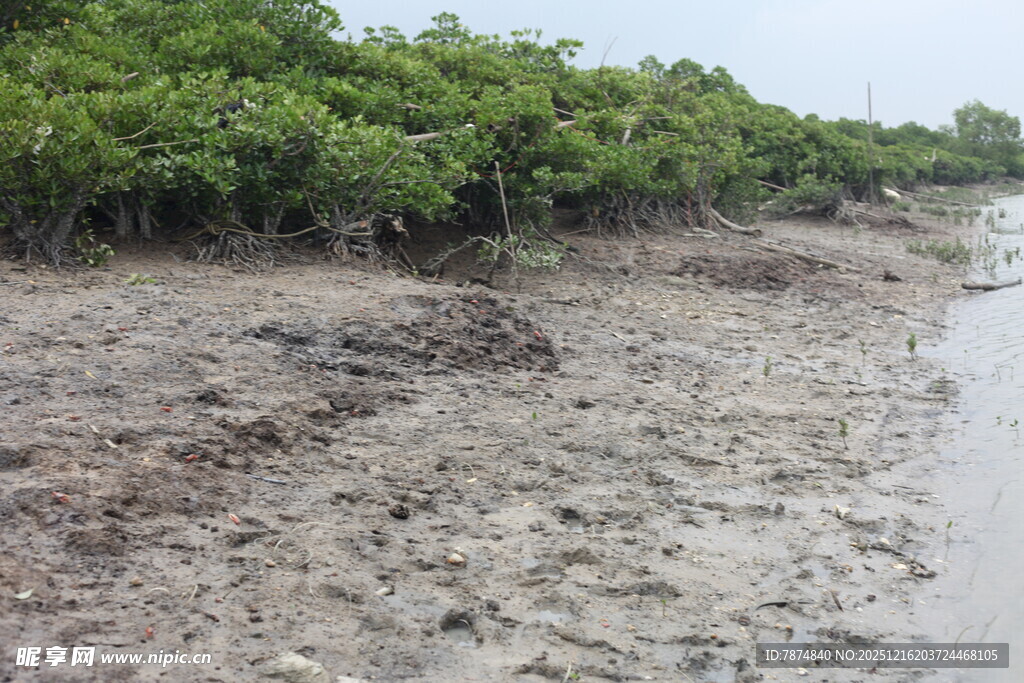 泥泞湿地中的茂密植被