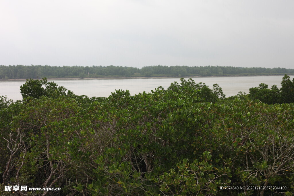河畔繁茂绿植与远处水域红树林