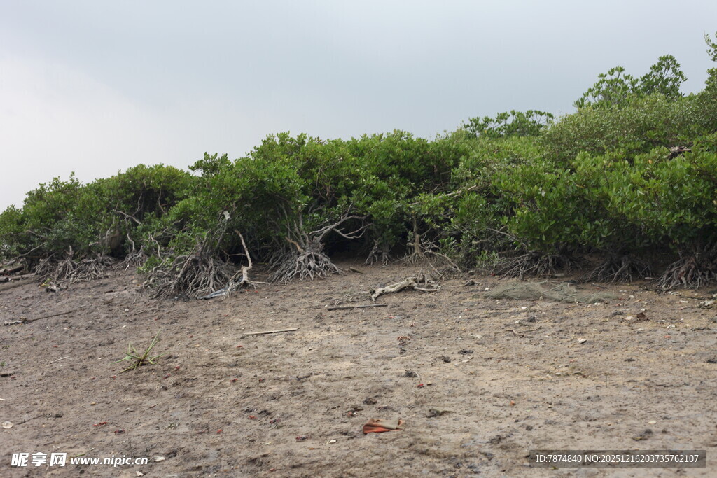 海岸边的茂密绿色植被
