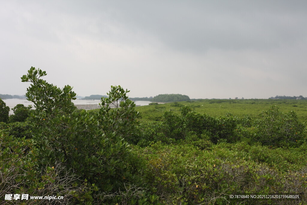 绿意盎然的自然景观