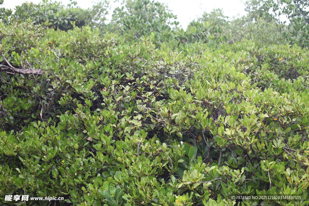 茂密繁茂的绿色植被景观