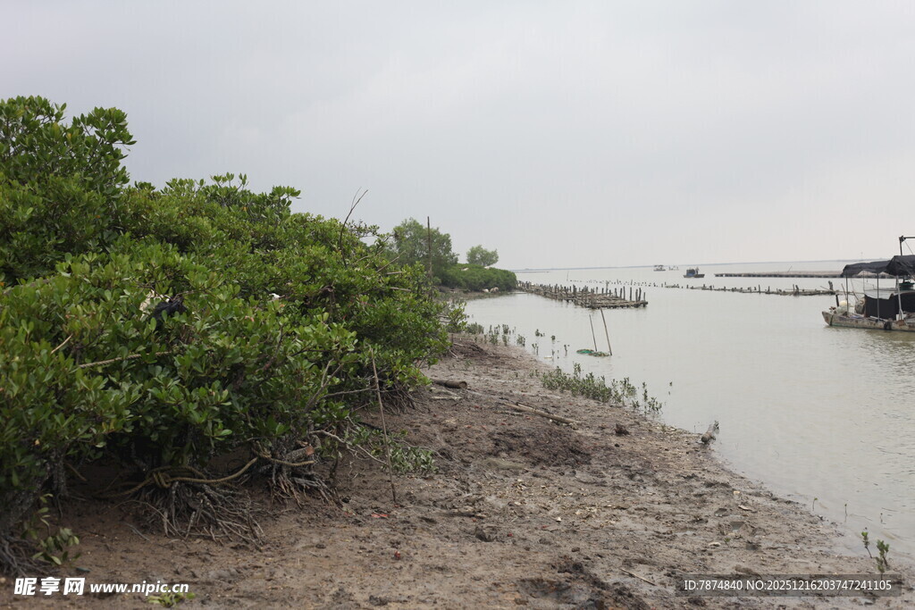 河岸旁的繁茂绿植