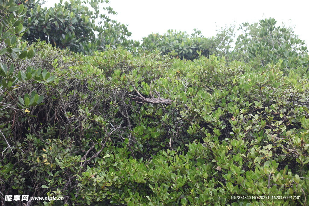 茂密丛林绿植景观