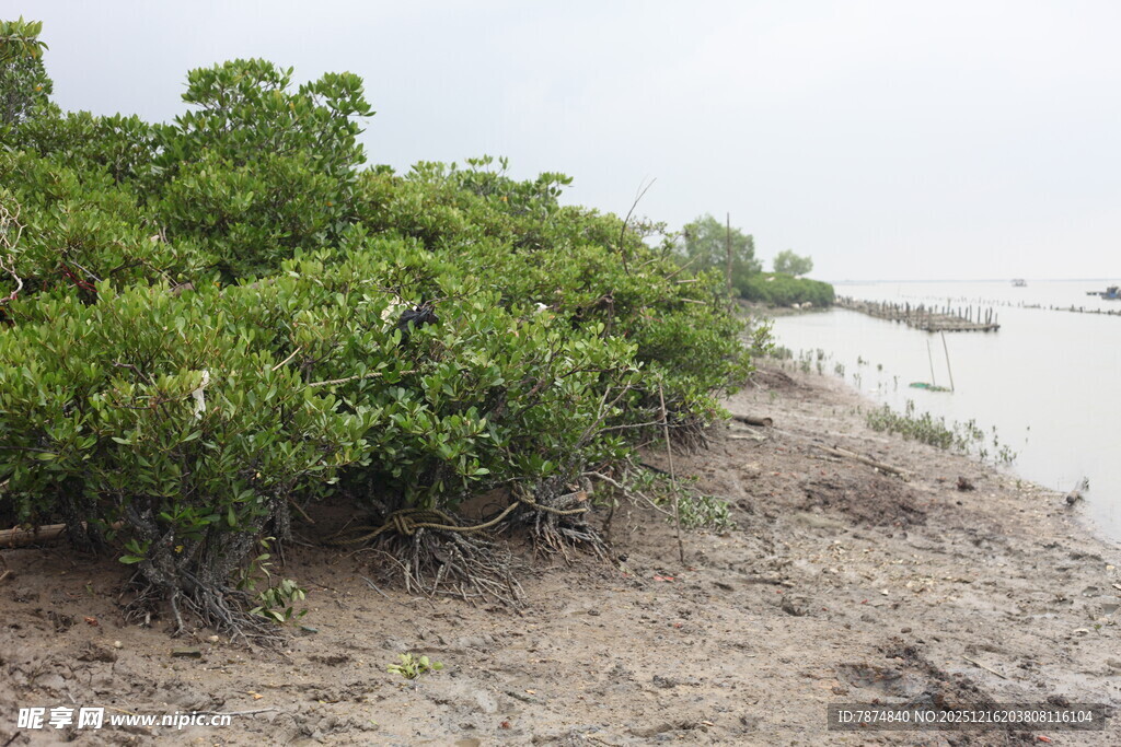 河岸旁的繁茂绿色植被
