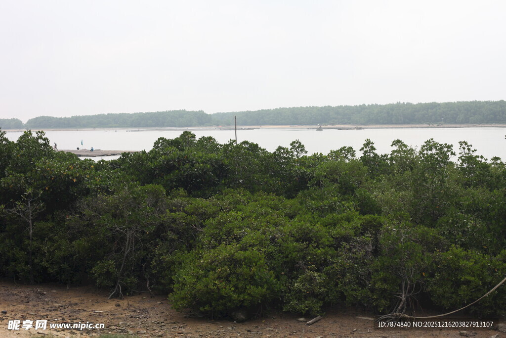 海岸边的茂密红树林景观